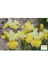 Iris : Rigamarole