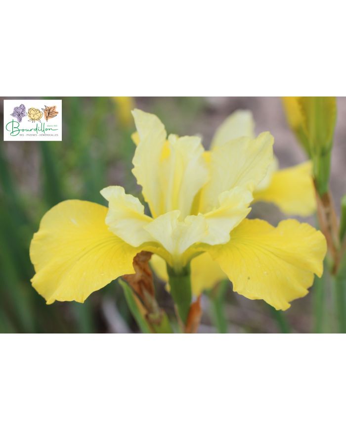 Iris : Summer Revels