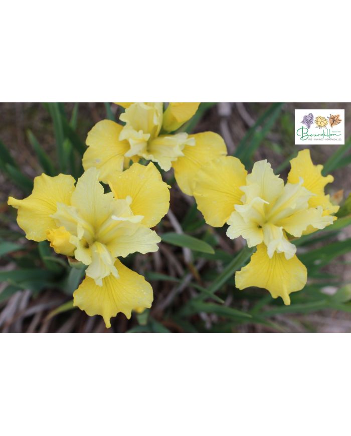 Iris : Summer Revels