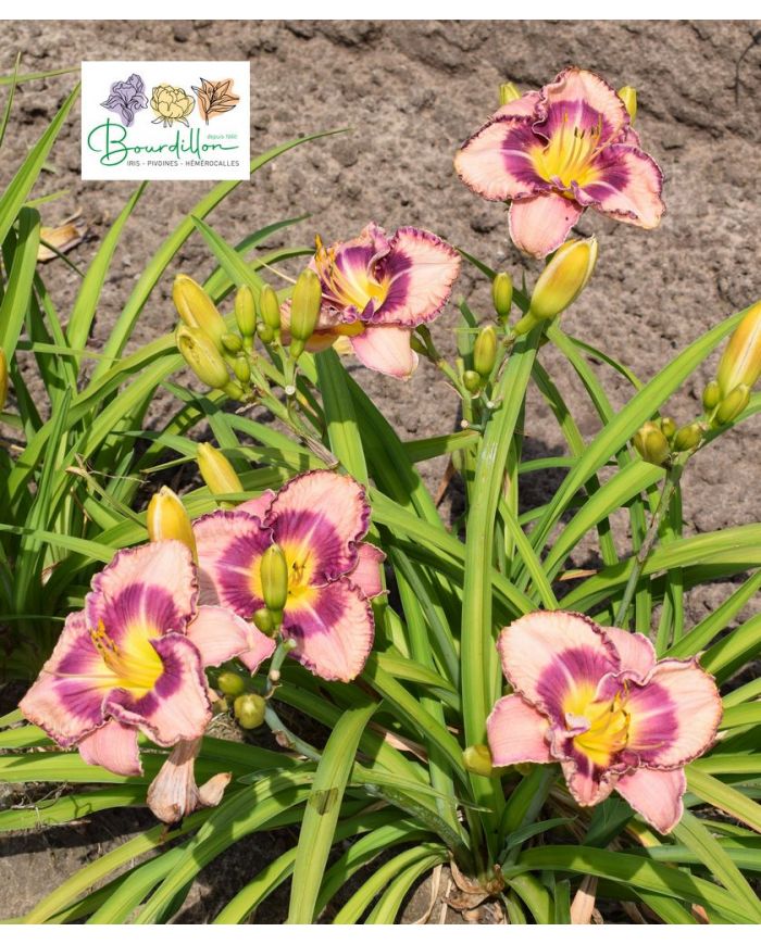 Hemerocallis : Dany Steve Mitchell