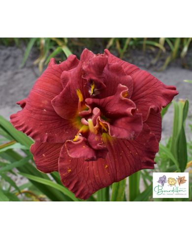 Hémérocalle : Ruby Corsage