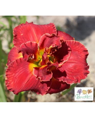 Hémérocalle : Ruby Corsage