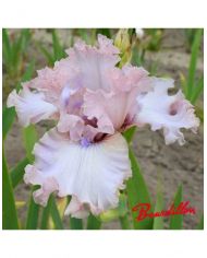 Iris don't stop believing