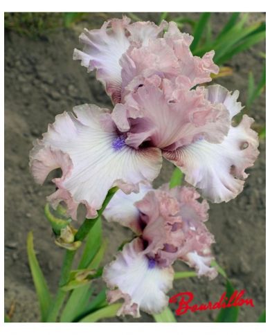 Iris don't stop believing