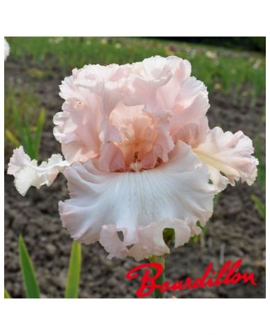 Iris unconditional love