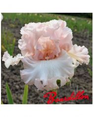 Iris unconditional love