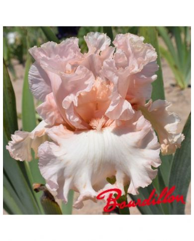 Iris unconditional love
