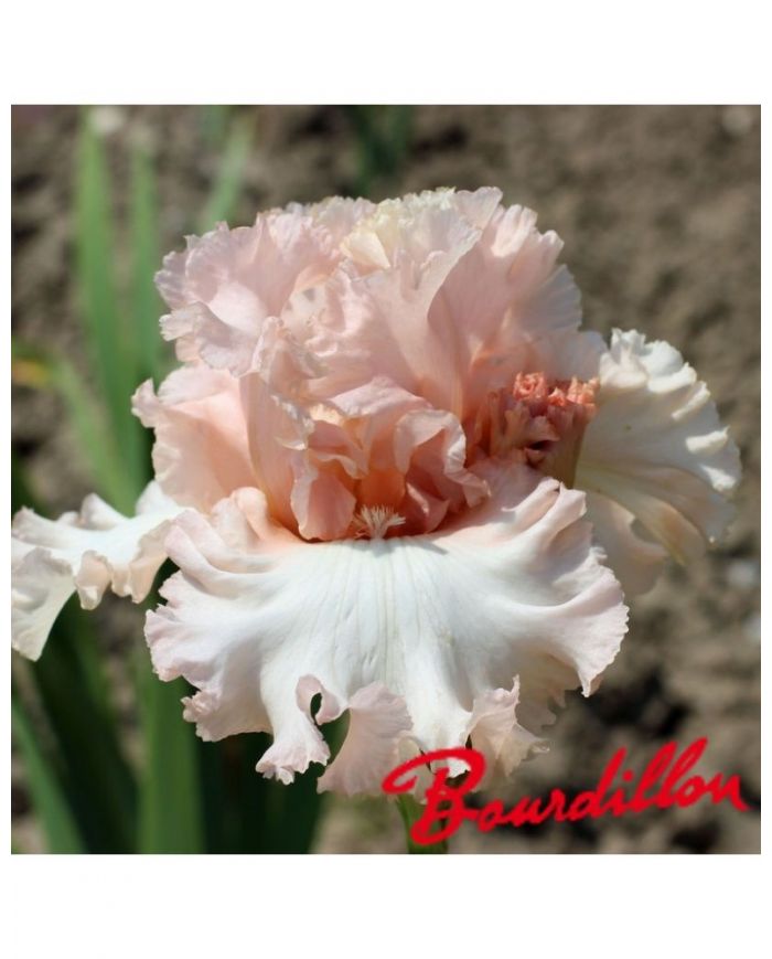 Iris unconditional love