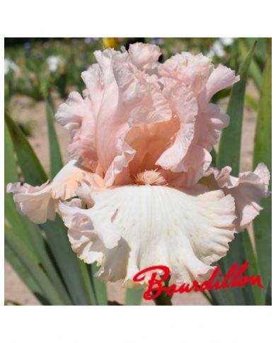 Iris unconditional love