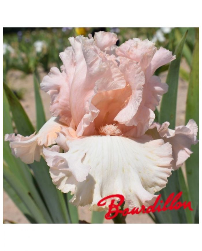 Iris unconditional love