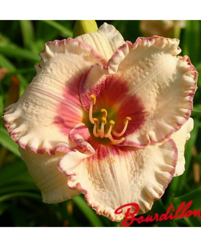 Hemerocalle : AGELES BEAUTY