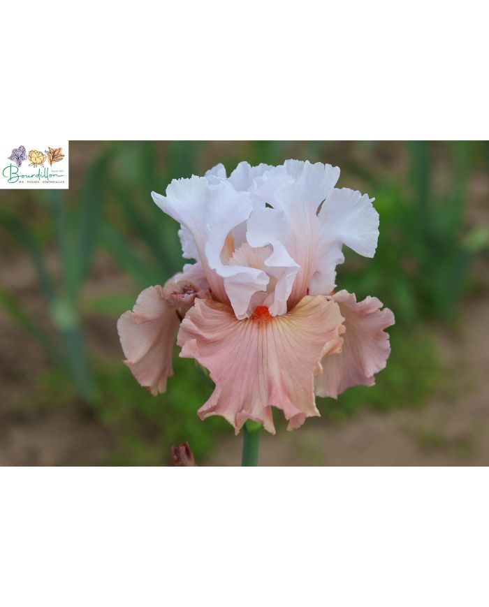 Iris : Charmeuse