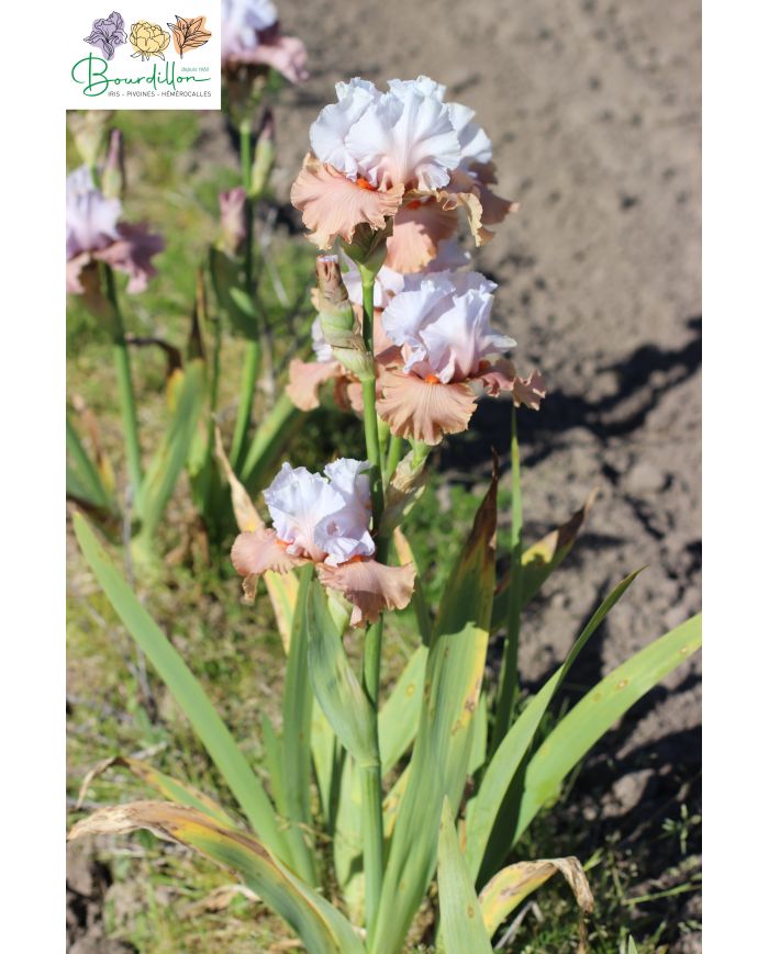 Iris : Charmeuse