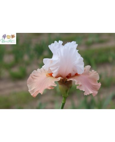 Iris : Charmeuse