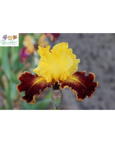 Iris : Chatoyant
