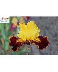 Iris : High desert