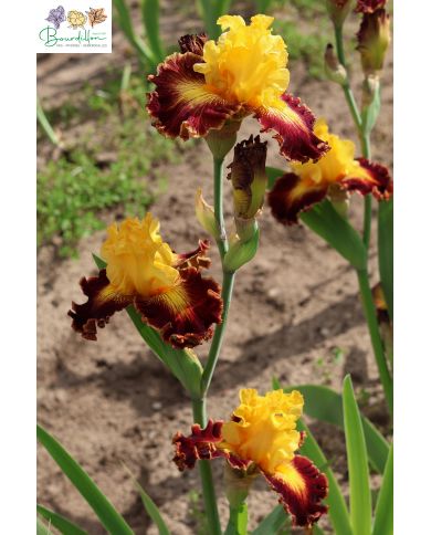 Iris : Chatoyant