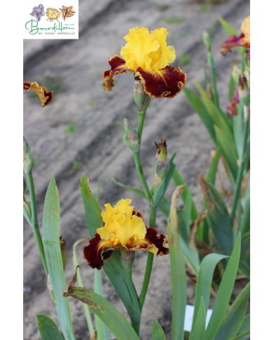 Iris : Chatoyant