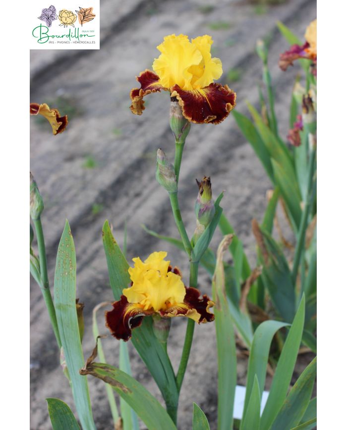 Iris : Chatoyant