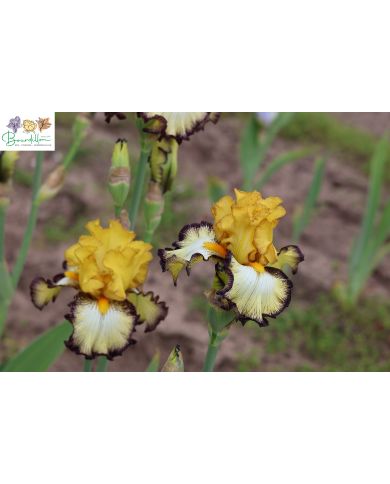 Iris : Force und honneur