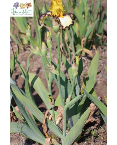 Iris : Force et honneur