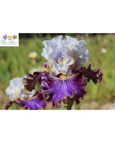 Iris : Humeur changeante