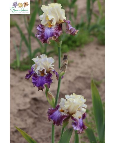 Iris : Humeur changeante