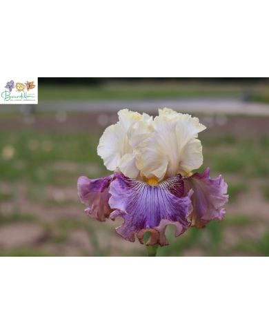 Iris : Humeur changeante