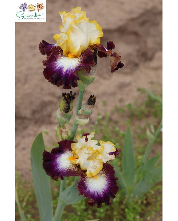 Iris : Mamie Denise