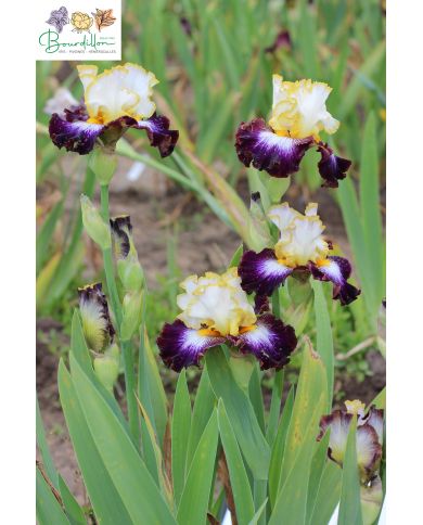 Iris : Mamie Denise
