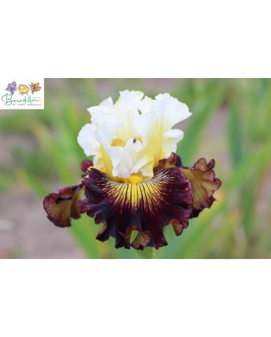 Iris : Mariage pluvieux