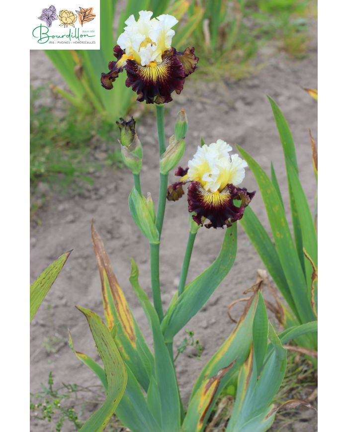 Iris : Mariage pluvieux
