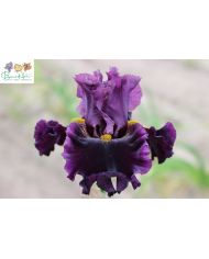 Iris : Neige éternelle