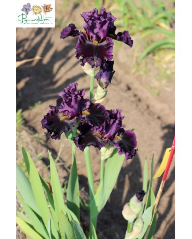 Iris : Mastodonte