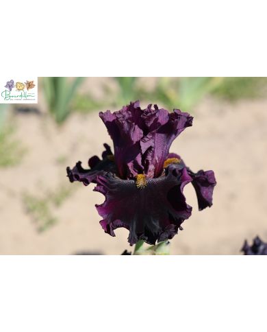 Iris : Mastodonte