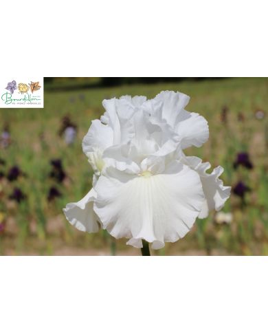 Iris : Neige éternelle