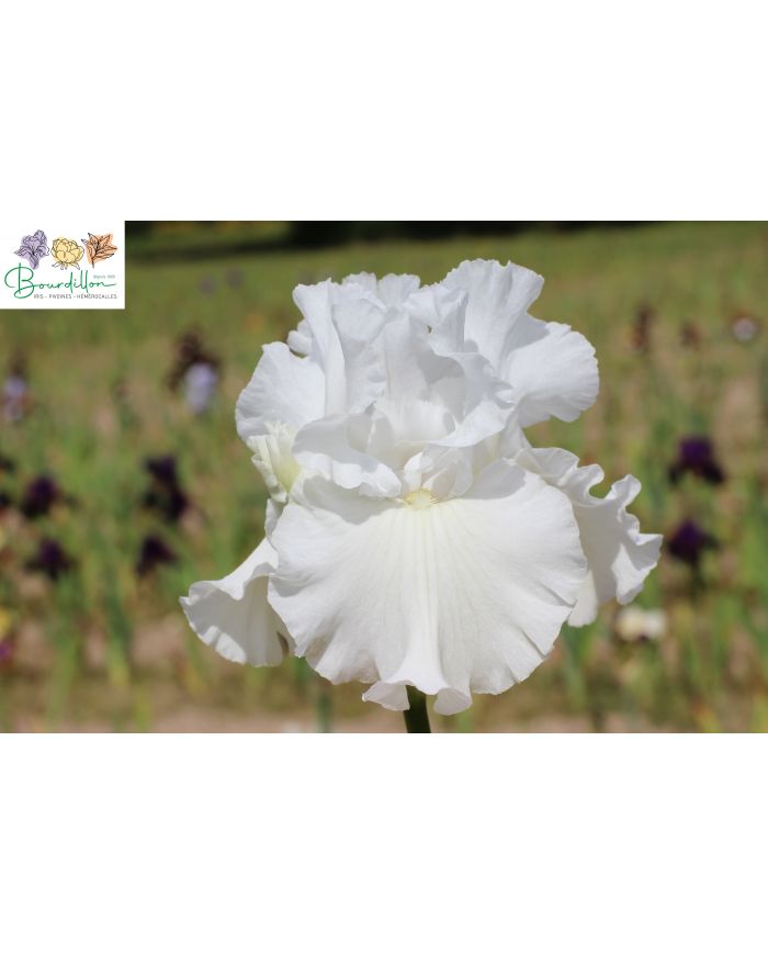 Iris : Neige éternelle