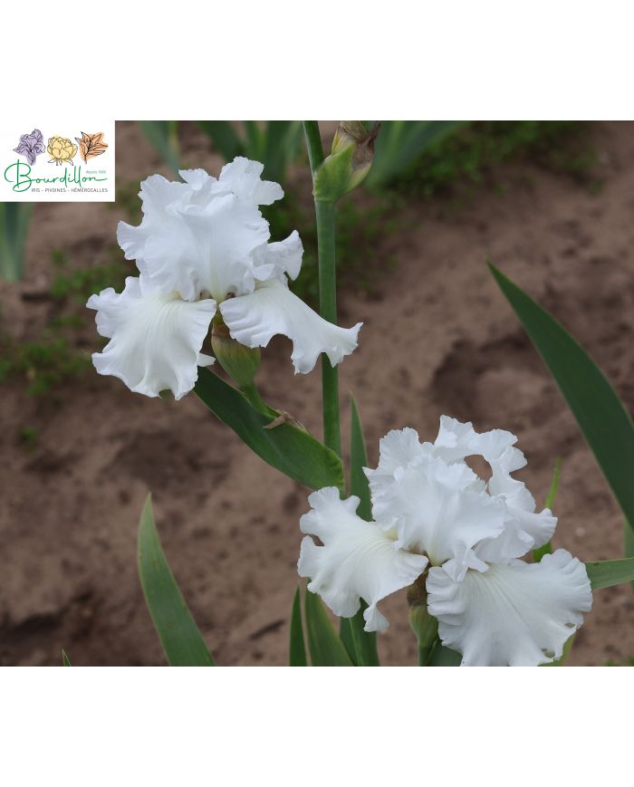 Iris : Neige éternelle
