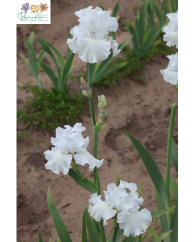 Iris : Neige éternelle