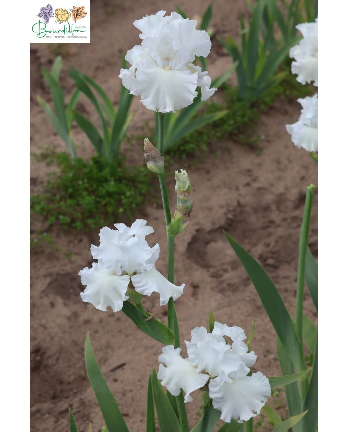 Iris : Neige éternelle