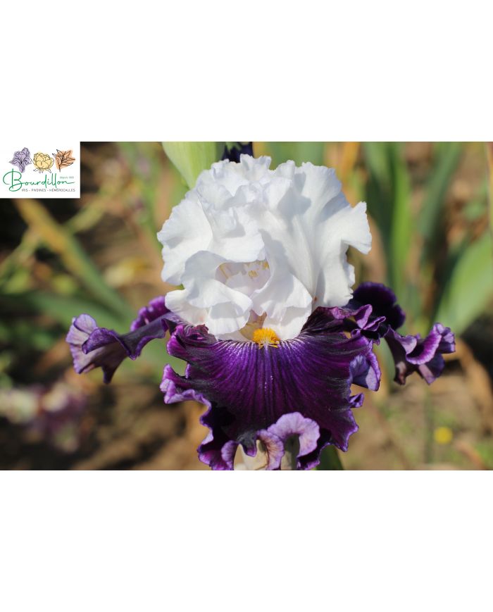 Iris : Perle extraordinaire
