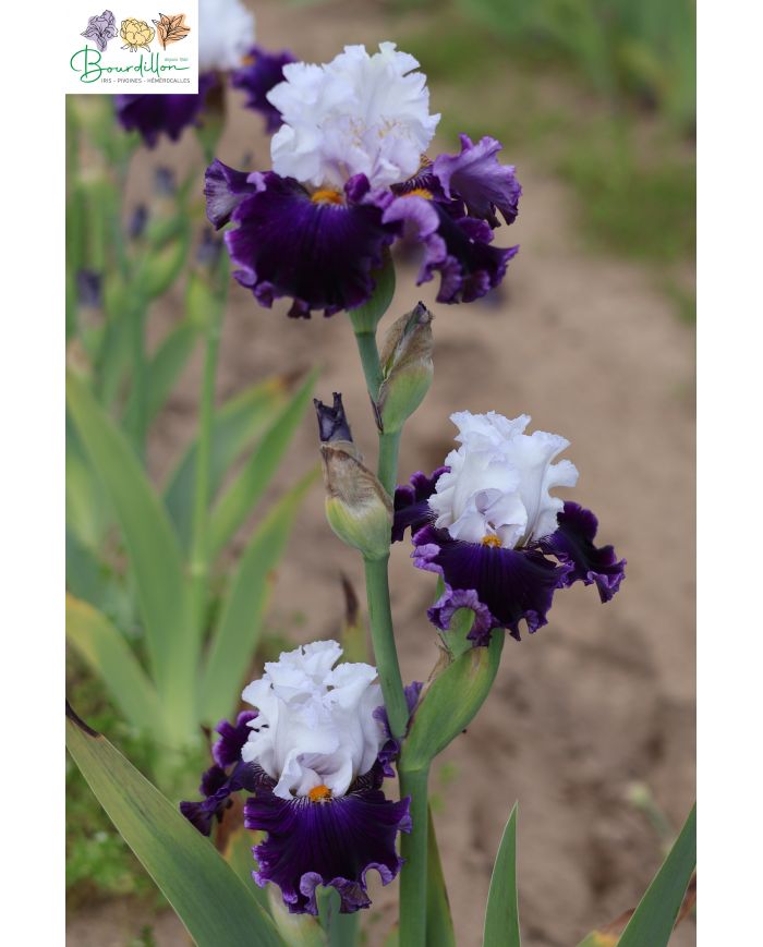 Iris : Perle extraordinaire