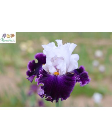 Iris : Perle extraordinaire