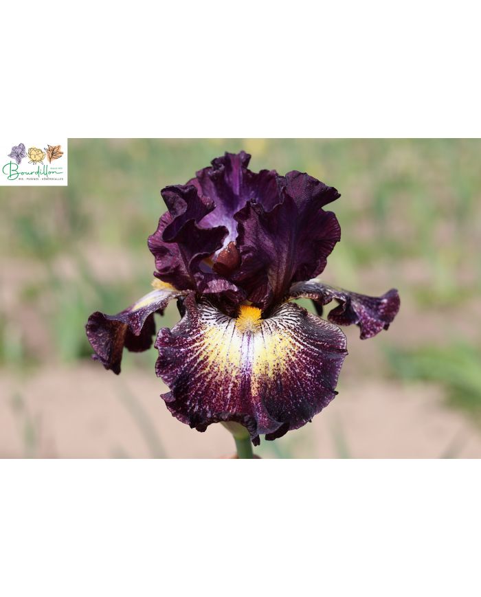 Iris : Supercross