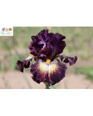 Iris : Winter's smile