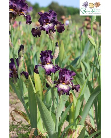 Iris : Supercross