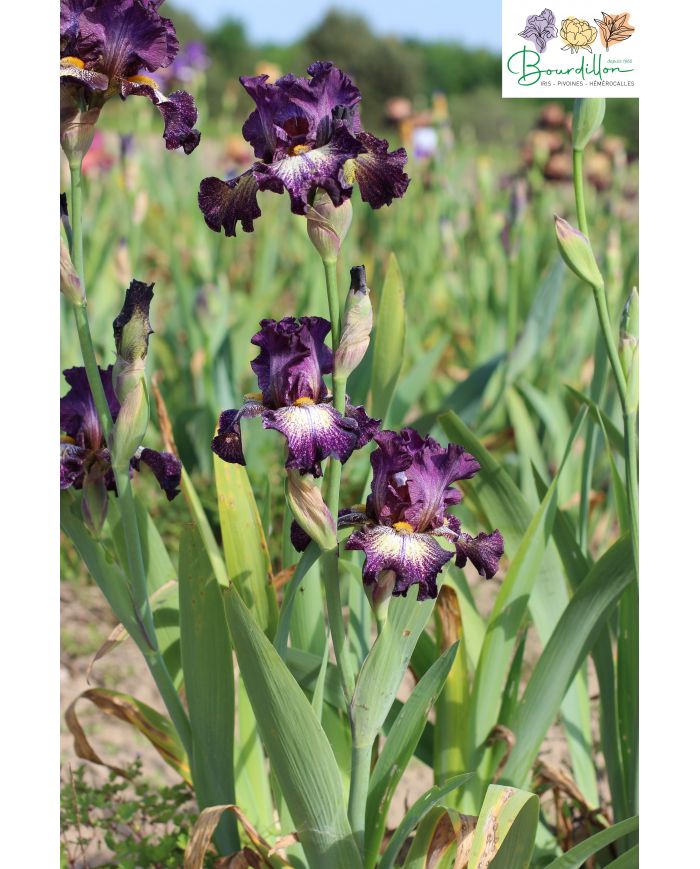 Iris : Supercross