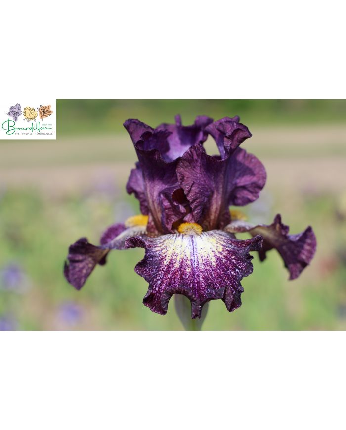 Iris : Supercross