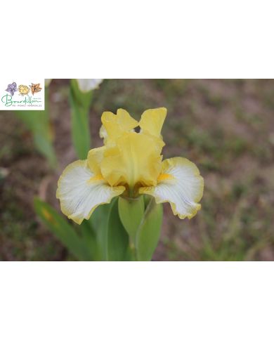 Iris lilliput : Subtile beauté