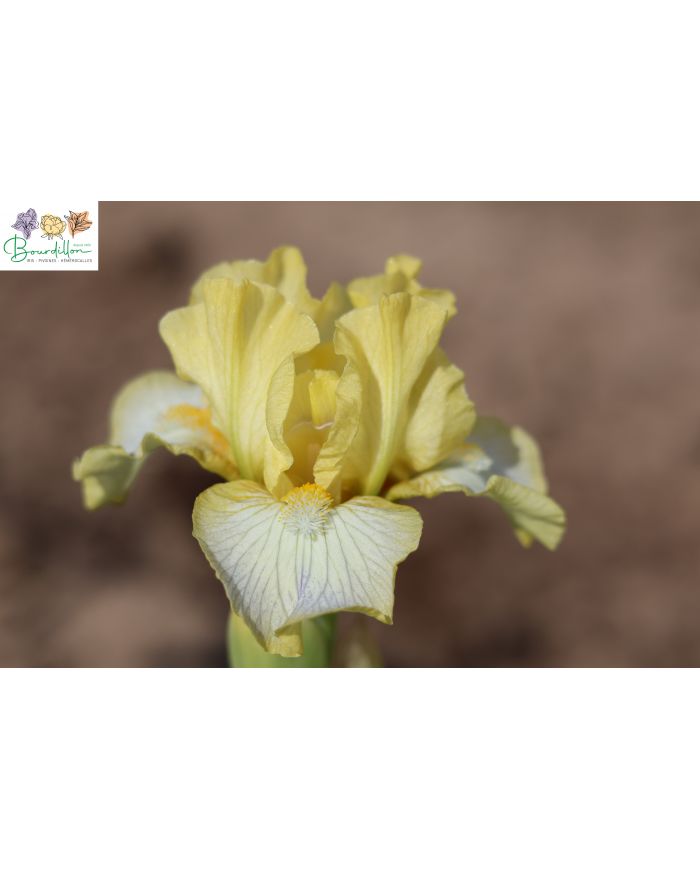 Iris lilliput : Subtile beauté